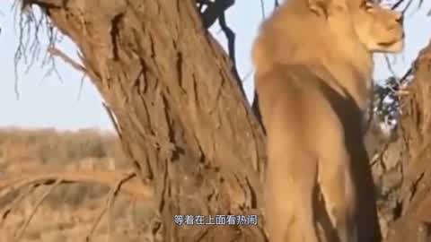 优质视频专区 常有高质量的片单和频道推荐