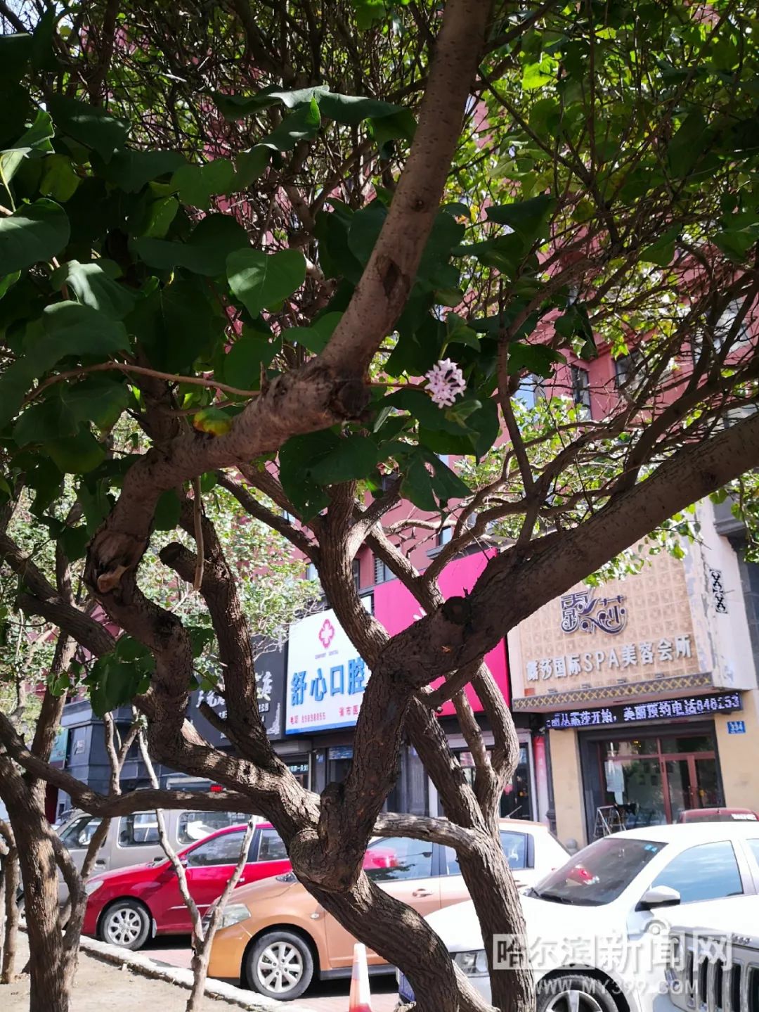 打电话其实是骗你的动漫 真相的实骗隐瞒密切相关