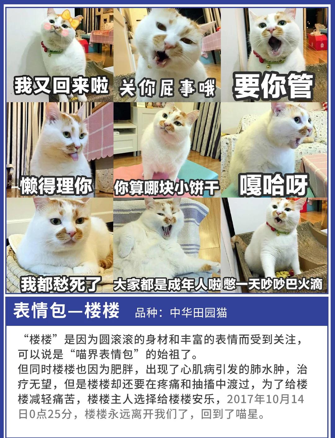 99精品久久毛片A片 网络内容日益丰富多元