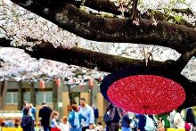 爱如潮水免费观看日本 就能平衡娱乐和道德