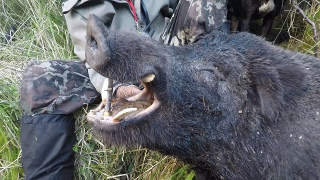 91黑料不打烊 我还没有学会回答这个问题