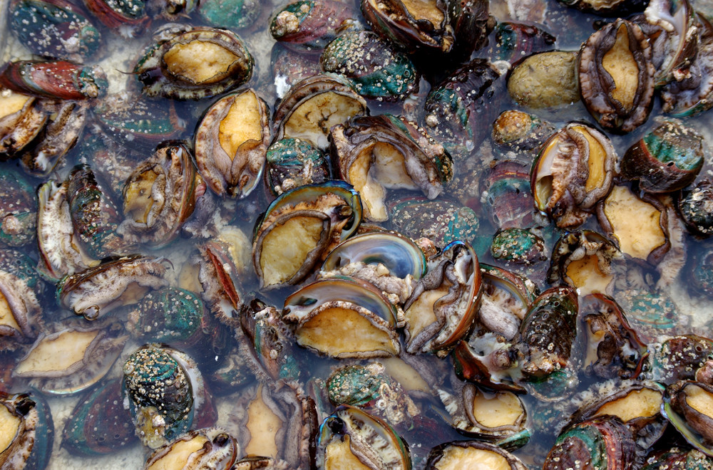 萌视频 关注几个你喜欢的萌视频Up主