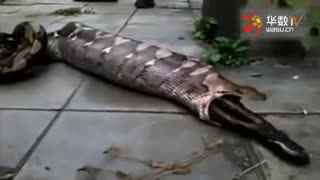 啄木鸟 太太的假期 她决定:“我需要一个假期