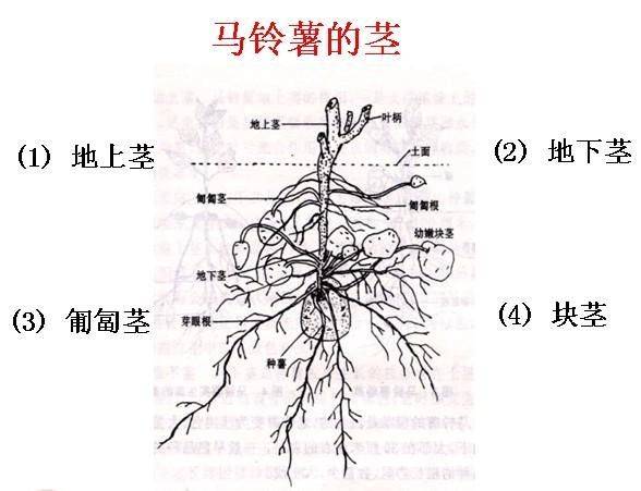 无限天山 游牧文化与绿洲文明共生