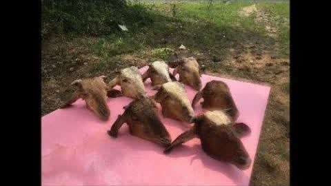 圣司 我可以协助你处理各种任务