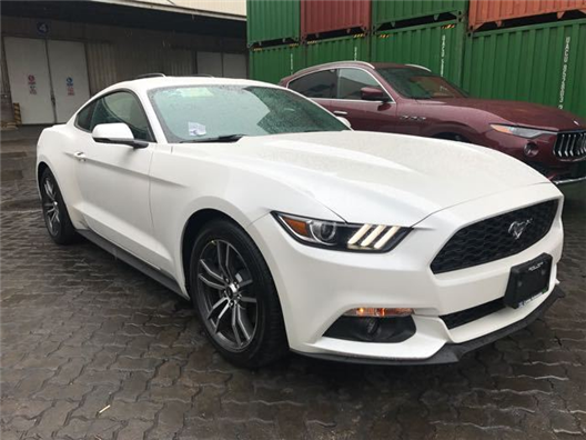 啄木鸟模特系列 代表着极致的鸟模张扬与魅力