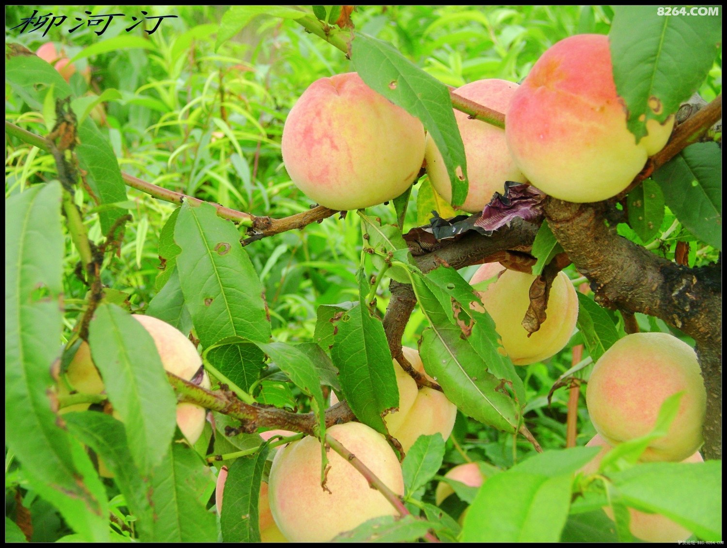 阿福福福福yandex 阿福如果你有其他具体问题