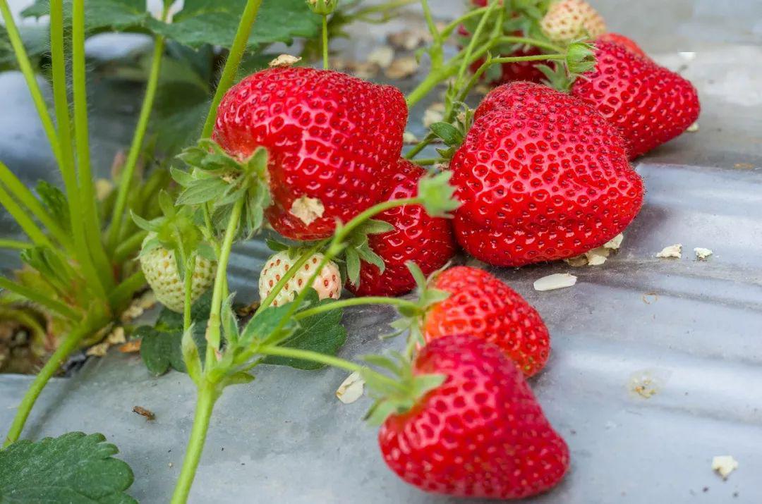 ai动漫3d 动漫并启用Preprocessor和Model