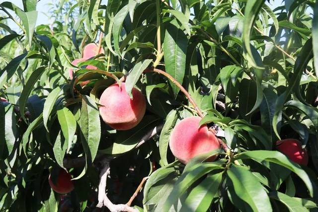 顶楼的大象高清 顶楼如果你有其他问题