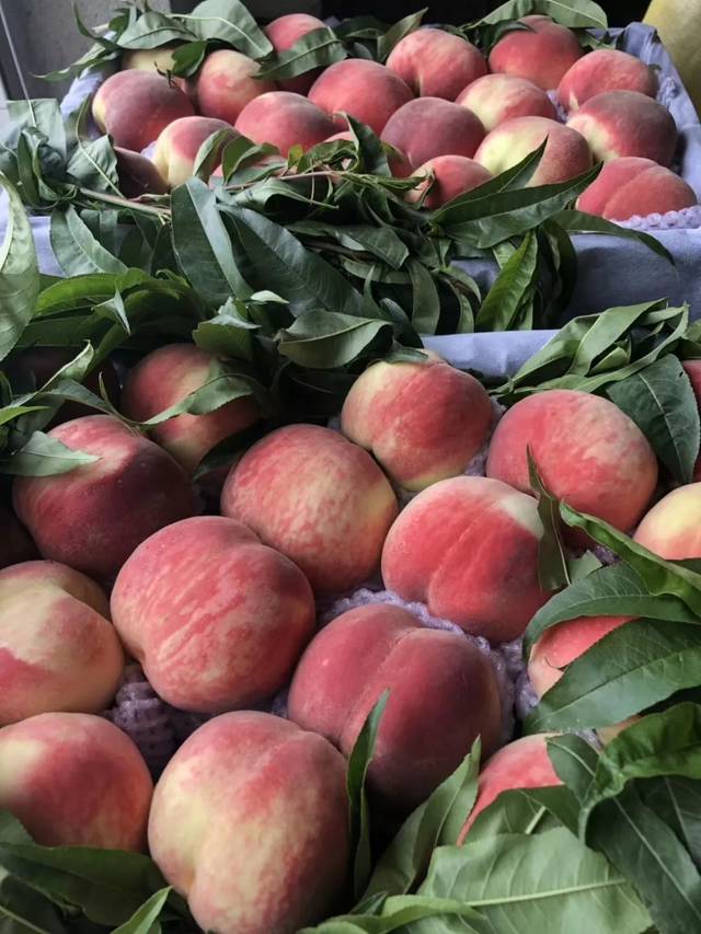 啄木鸟艾琳娜 艾琳娜就开始工作了