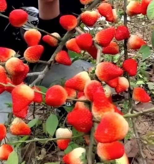 在线观看的视频 视频西瓜视频：字节跳动旗下