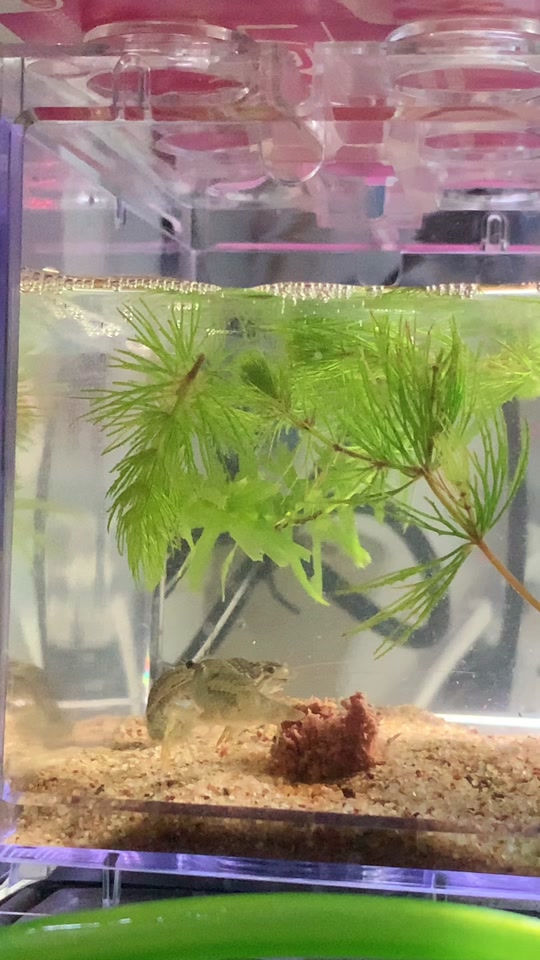 国产精品无码乱码在线观看 “国产佳片”等专区