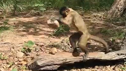 柳 神 3 d 区 vamapp +外 网