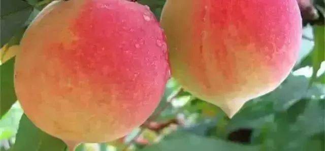 禁果电视剧 部分情节戏剧冲突过于集中